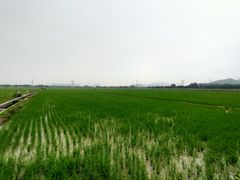 -崖口煲仔饭