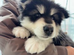 -帕帕拉兹宠物(亚洲旗舰店)