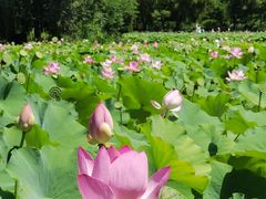 -莲花池公园