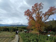 -塔川景区