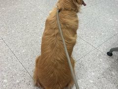 -四月宠物医院·猫专科·心脏专科·内科(转塘店)