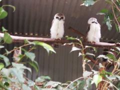 -费瑟代尔野生动物园