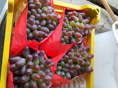 -马陆小张葡萄园农家乐