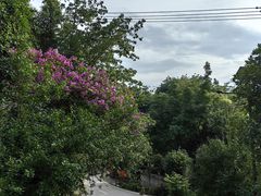 -南山植物园
