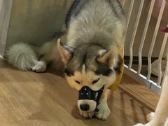 -Husky Go! 哈士奇体验馆·宠物咖啡厅狗咖