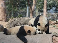 -都江堰中华大熊猫苑