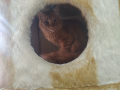 -藏猫猫咖啡主题馆(中央大道店)