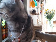 -海边的猫和咖啡馆