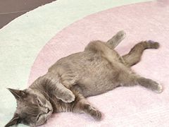 -十年猫舍·猫咪专门店(普陀店)
