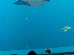 -瑞德姆美人鱼海底演艺主题餐厅(亚龙湾店)