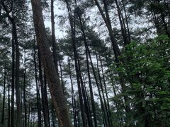 -重庆睡佛山森林公园