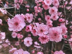 -长沙园林生态园