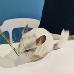 -Moni星球萌宠·小马宝莉·灵蛇·高端高阶全萌宠互动体验俱乐部(红豆国际广场店)