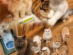 -滚猫咖啡·猫咖·猫友好撸猫(未来城店)
