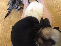 -萌喵宠狗爱心宠咖