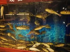 -肆月河豚·新淮扬(金融街店)