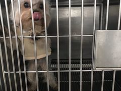 -安安宠医宠物医院·异宠·犬猫内科(岳阳分院)