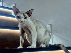 -琪喵猫屋·撸猫猫咖·猫舍