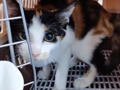 -宠颐生猫科·内科皮肤科(西平世纪城店)