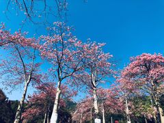 -东部华侨城
