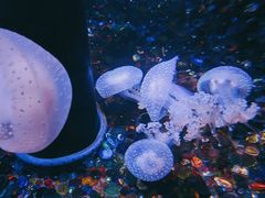 -成都浩海立方海洋公园