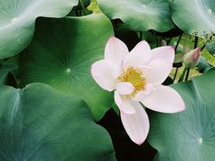 -杭州植物园