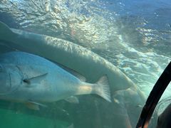 -悉尼海洋生物水族馆