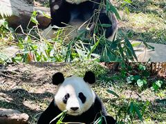 -广州长隆野生动物世界