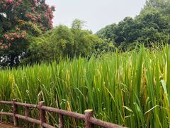 -成都市活水公园