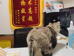 -瑞派·关忠动物医院·异宠专科·犬猫肿瘤·皮肤专科(望京店)