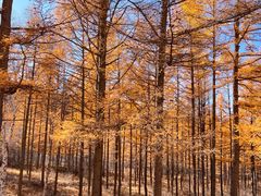 -塞罕坝国家级自然保护区