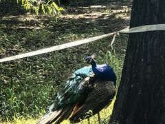 -北京麋鹿生态实验中心