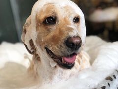 -PETKIT小佩宠物(古北店)