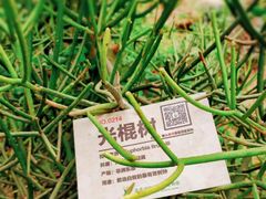 -呀路古热带植物园