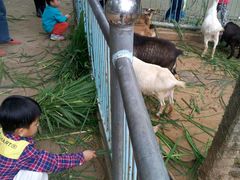 -广东茂名森林公园