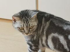 -鼓捣猫呢主题猫咖店