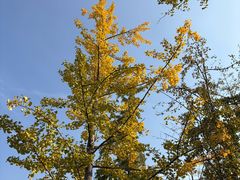 -汉长安城未央宫国家考古遗址公园