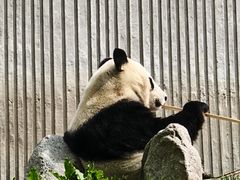 -卧龙中华大熊猫苑神树坪基地