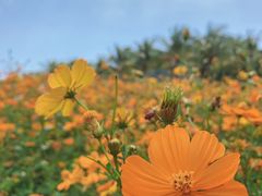 -亚龙湾国际玫瑰谷