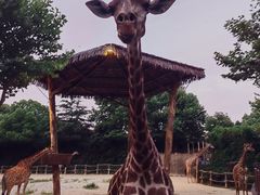 -上海野生动物园