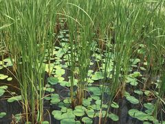 -武清南湖绿博园