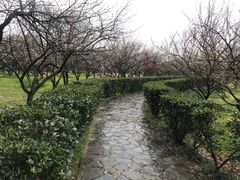 -香雪海
