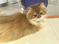 -三花喵·撸猫购宠·宠物生活馆(虹桥南丰城店)