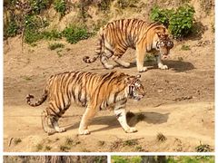 -杭州野生动物世界