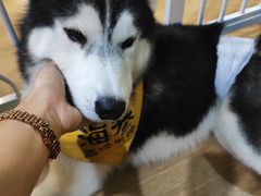 -Husky Go! 哈士奇体验馆·宠物咖啡厅狗咖