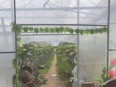 -马陆小张葡萄园农家乐