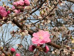 -桃花堤公园