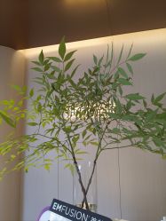 -雅荷悦来双美