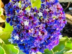 -墨尔本皇家植物园