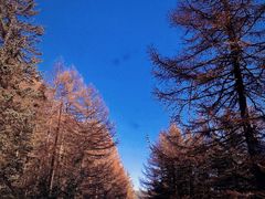 -芦芽山旅游度假区